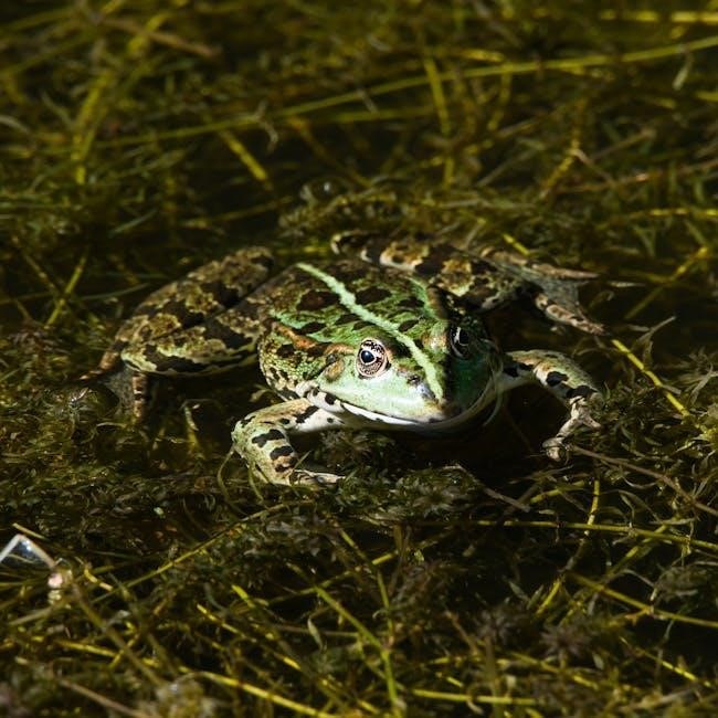 toontown fish guide toontown fish guide